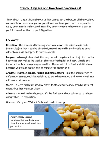 Enzymes and Digestion ELC or GCSE