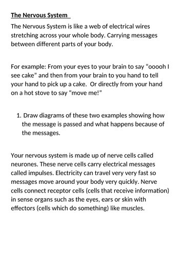 The nervous system Entry Level GCSE