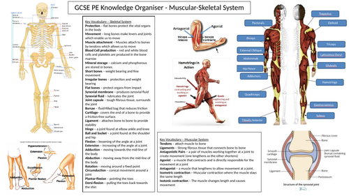 AQA GCSE PE revision sheets and practice questions
