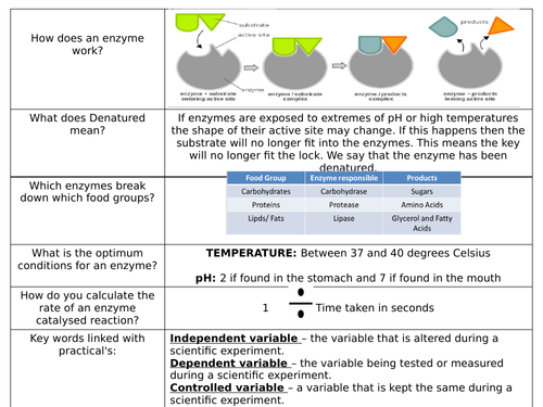 Enzymes knowledge organiser and test