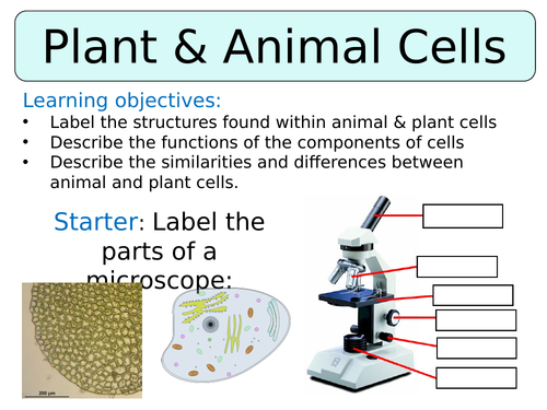 KS3 ~ Year 7 ~ Animal & Plant Cells