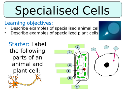 Ks3 Year 7 Specialised Cells Teaching Resources