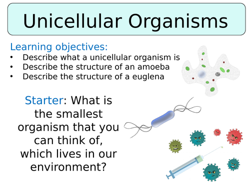 KS3 ~ Year 7~ Unicellular Organisms | Teaching Resources