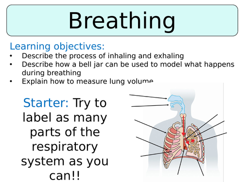 KS3 ~ Year 7~ Breathing | Teaching Resources