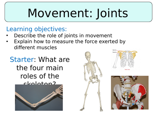 KS3 ~ Year 7 ~ Muscles: Joints