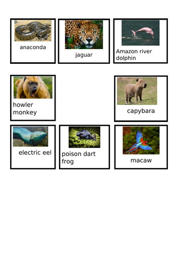 'A or an' SPAG sorting activity