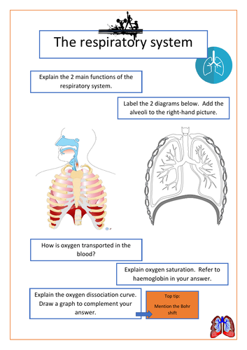 The respiratory system - A Level PE