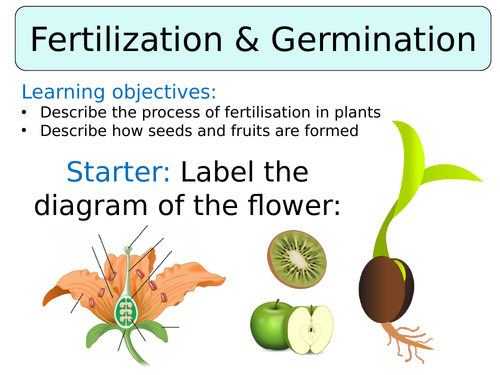 KS3 ~ Year 7 ~ Fertilisation & Germination
