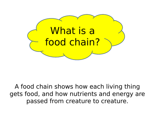 What is a food chain?