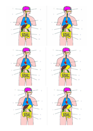 Tissues, Organs and Organ Systems