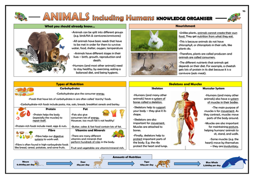 Year 3 Animals Including Humans Knowledge Organiser Teaching Resources