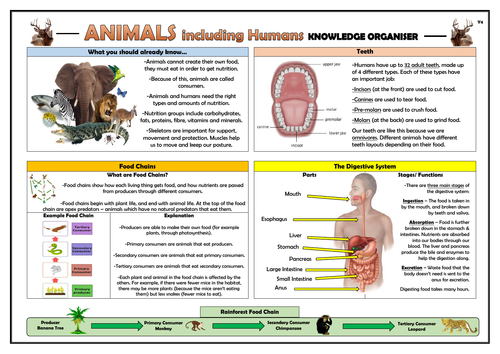 Year 4 Animals Including Humans Knowledge Organiser! | Teaching Resources