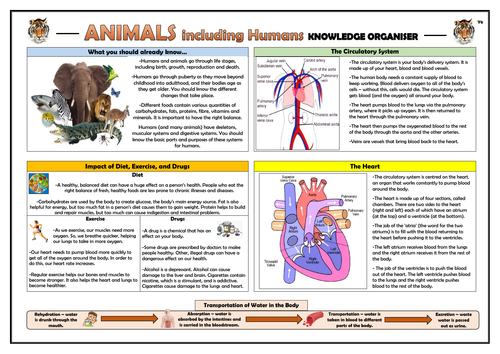 Year 6 Animals including Humans Knowledge Organiser! | Teaching Resources