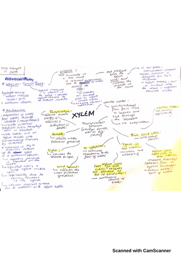 AQA A-level Biology: XYLEM MINDMAP