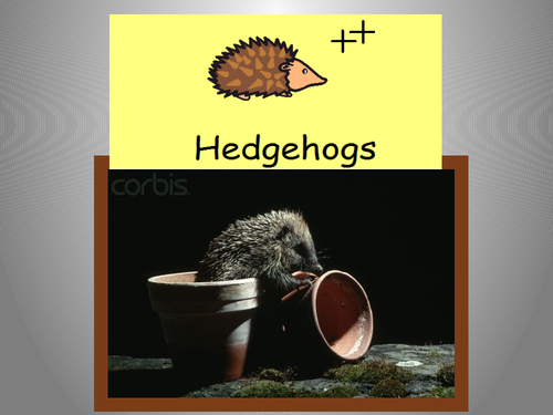 Hedgehogs