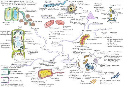 BTEC Applied Science Level 3/BTEC Criminal Investigation  Unit 1 Biology Exam revision