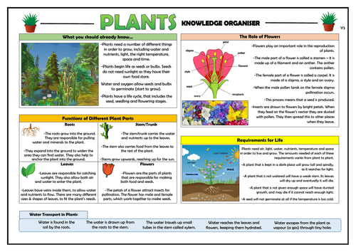 Year 3 Plants Knowledge Organiser By Tandlguru Teaching Resources 9512