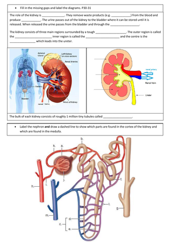 A Level Kidney