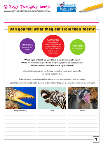 Animal teeth – can you tell what they eat from their teeth? | Teaching  Resources