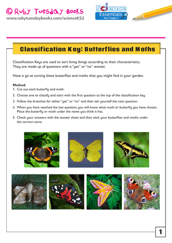 Classification Key: Butterflies and Moths