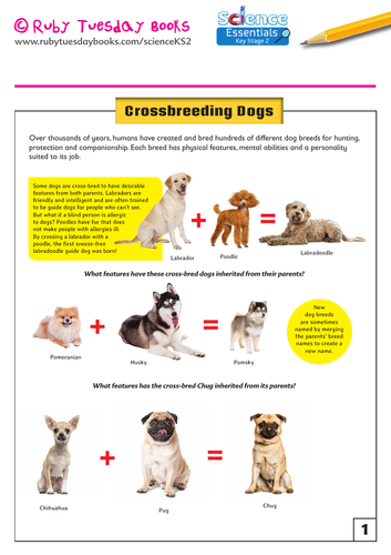 what makes a dog breed