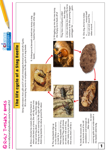 Life Cycle of a Stag Beetle | Teaching Resources