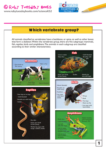 Which vertebrate group?