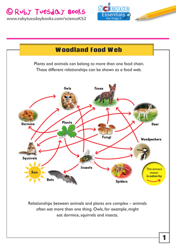 Woodland and Rainforest Food Webs