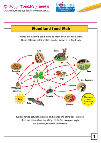 Woodland and Rainforest Food Webs | Teaching Resources