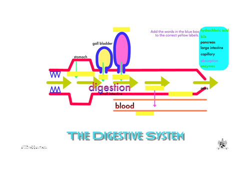 Label the digestive system