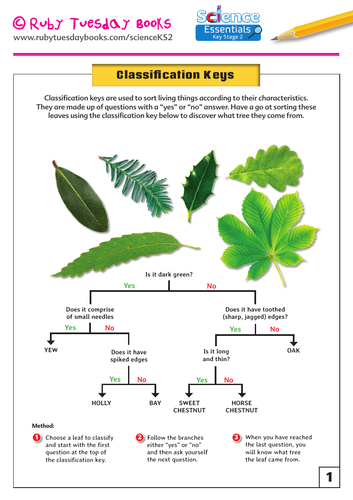 Leaf Classification Key Teaching Resources