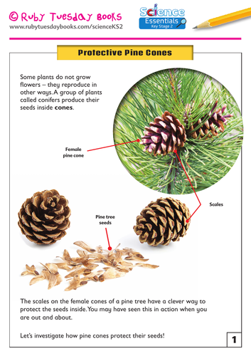Protective Pine Cones - Pine Seed Investigation | Teaching Resources