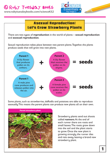 Asexual Reproduction Lets Grow Strawberry Plants Teaching Resources 