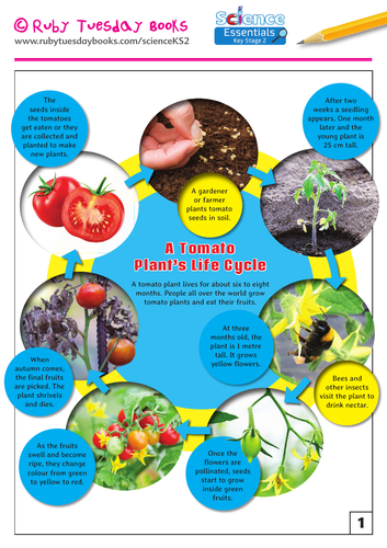 Tomato and Saguaro Cactus Plant Life Cycles