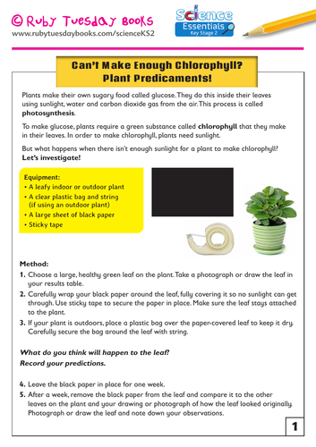 Can't Make Enough Chlorophyll? Plant Predicaments