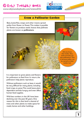 Grow a Pollinator Garden