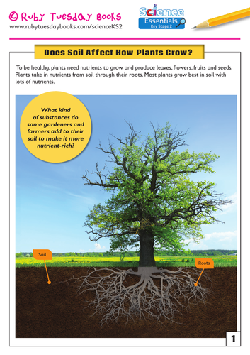 Does Soil Affect How Plants Grow?