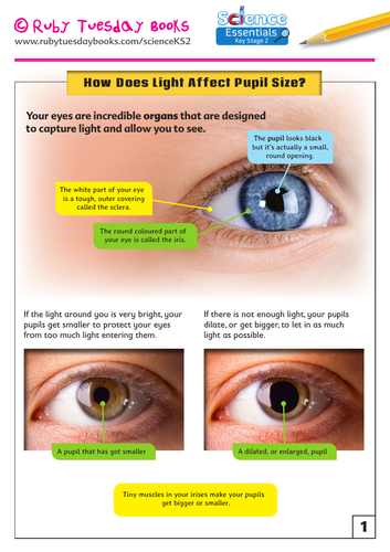 What's Normal Pupil Size and When Do Pupils Change?