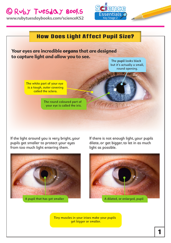 How Does Light Affect Pupil Size?