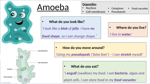 Unicellular Organisms Interview (Amoeba & Euglena)