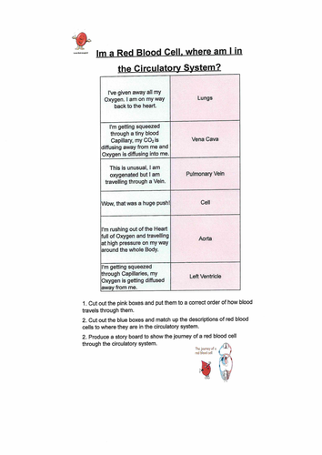 I am a red blood cell, where am I in the Circulatory system?