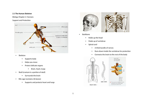 Notes: Cambridge Checkpoint and Beyond - Biology Secondary 1 (Year 7) Chapter 2 Humans