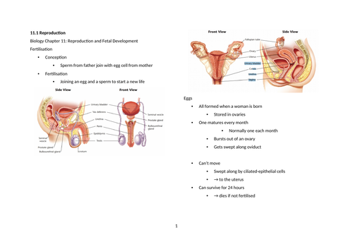 Notes: Cambridge Checkpoint and Beyond - Biology Secondary 1 (Year 8) Chapter 11 Reproduction and Fe