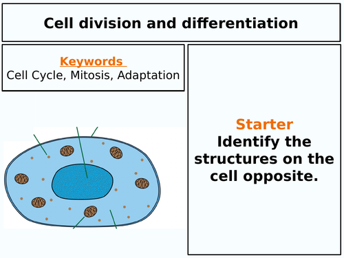 Cell Division and Differentiation AQA GCSE Biology