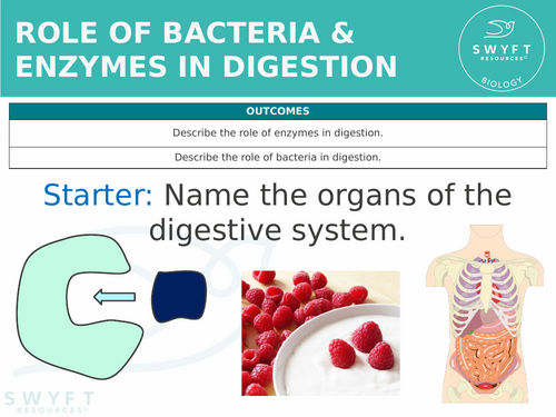 KS3 ~ Year 8 ~ Bacteria & Enzymes in Digestion