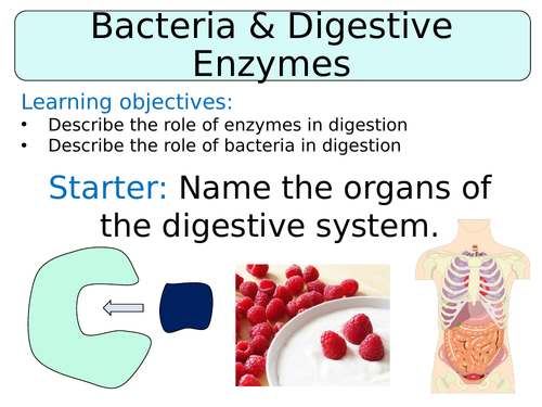 KS3 ~ Year 7 ~ Bacteria & Enzymes in Digestion