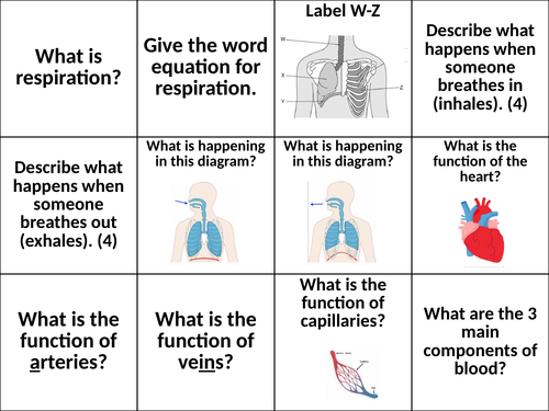 Muscles and Bones Revision KS3