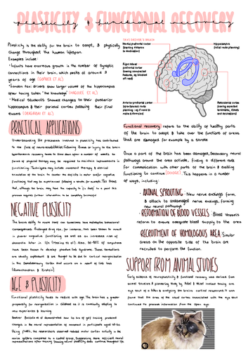 A-Level Psychology, Biopsychology: plasticity and functional recovery