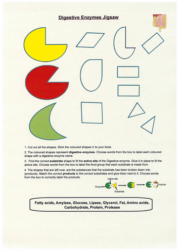 Digestive Enzymes Active site Jigsaw