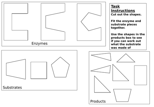 Enzymes KS3